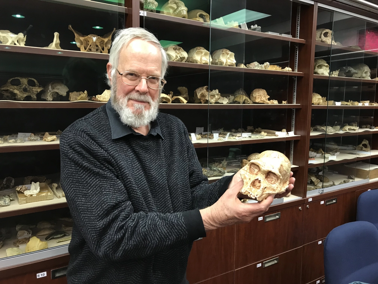 photograph  with the skull of "Mrs Ples" (Australopithecus africanus) from Sterkfontein in the Cradle of Humankind, South Africa