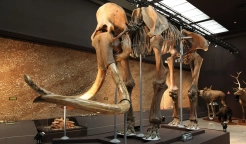 Un mammut a Monaco